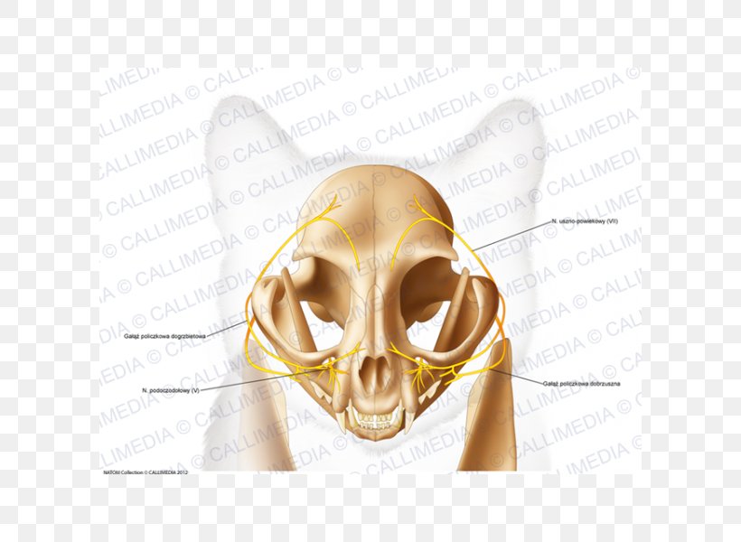 Skull Temporal Bone Anatomy Head, PNG, 600x600px, Skull, Anatomy, Bone, Cranial Nerves, Ear Download Free