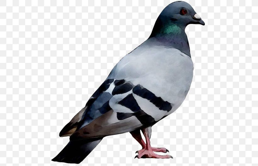 Bird Rock Dove Stock Dove Beak Pigeons And Doves, PNG, 500x528px, Watercolor, Beak, Bird, Paint, Pigeons And Doves Download Free