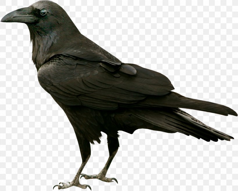 Common Raven The Raven Bird Silhouette Clip Art, PNG, 1215x977px, Common Raven, American Crow, Beak, Bird, Crow Download Free