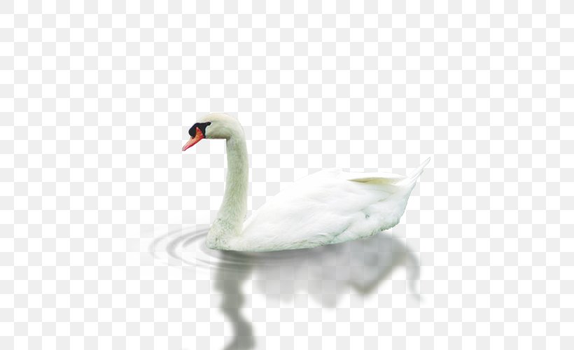 Cygnini Domestic Goose Shuili, PNG, 500x500px, Cygnini, Beak, Bird, Domestic Goose, Ducks Geese And Swans Download Free