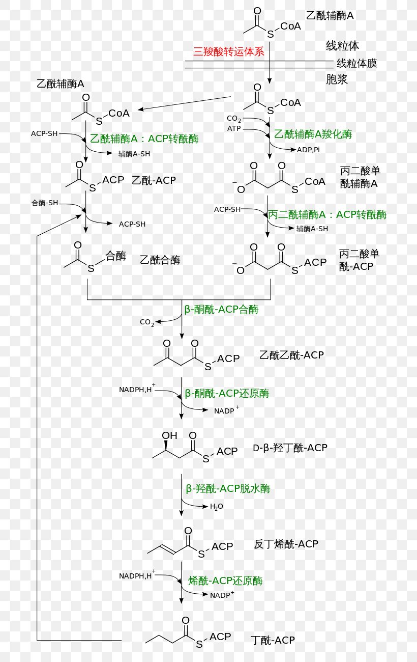 Fatty Acid Synthesis Chemical Synthesis Beta Oxidation, PNG, 700x1300px, Fatty Acid Synthesis, Acid, Area, Beta Oxidation, Biochemistry Download Free