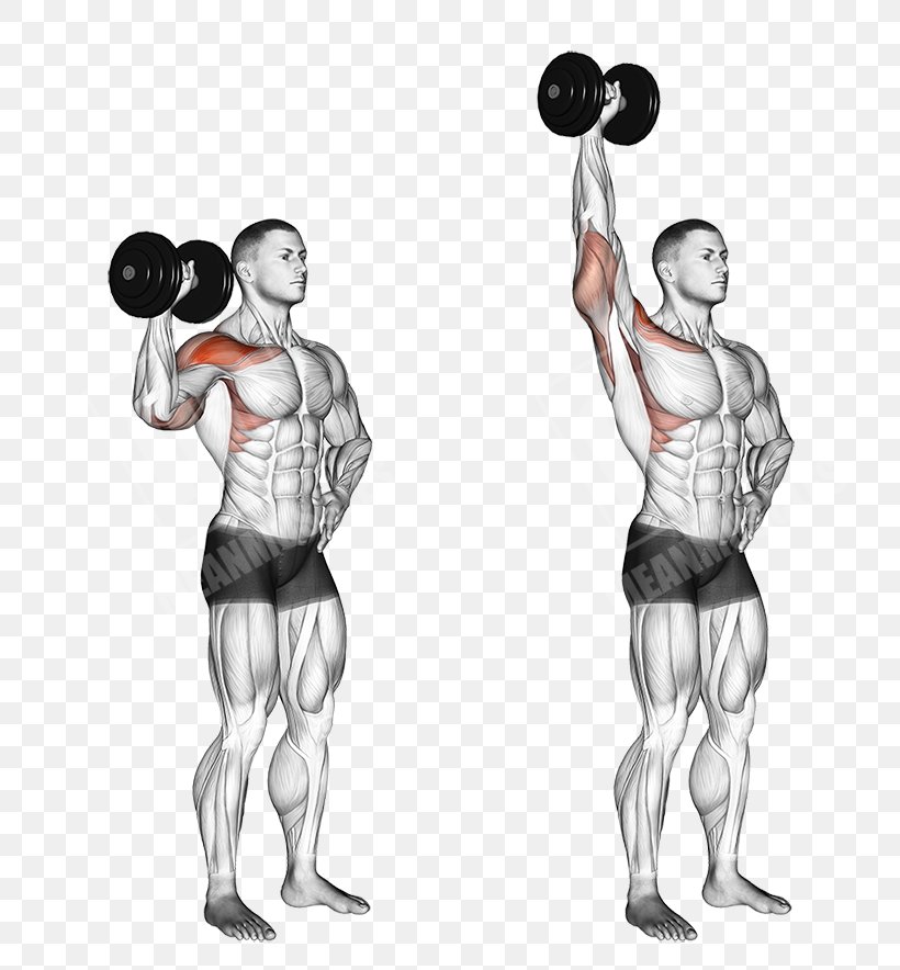 Overhead Press Dumbbell Deltoid Muscle Exercise Barbell, PNG, 768x884px, Watercolor, Cartoon, Flower, Frame, Heart Download Free