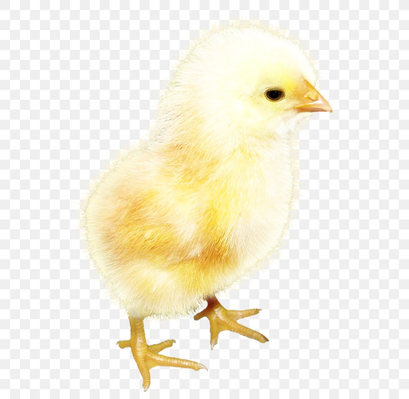 Rooster Chicken Yellow Clip Art, PNG, 562x800px, Rooster, Animal, Beak, Bird, Chicken Download Free