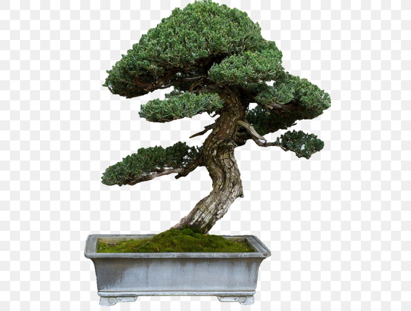 Sageretia Theezans Bonsai Tree Second Life Tattoo, PNG, 500x620px, Sageretia Theezans, Bonsai, Com, Evergreen, Flowerpot Download Free