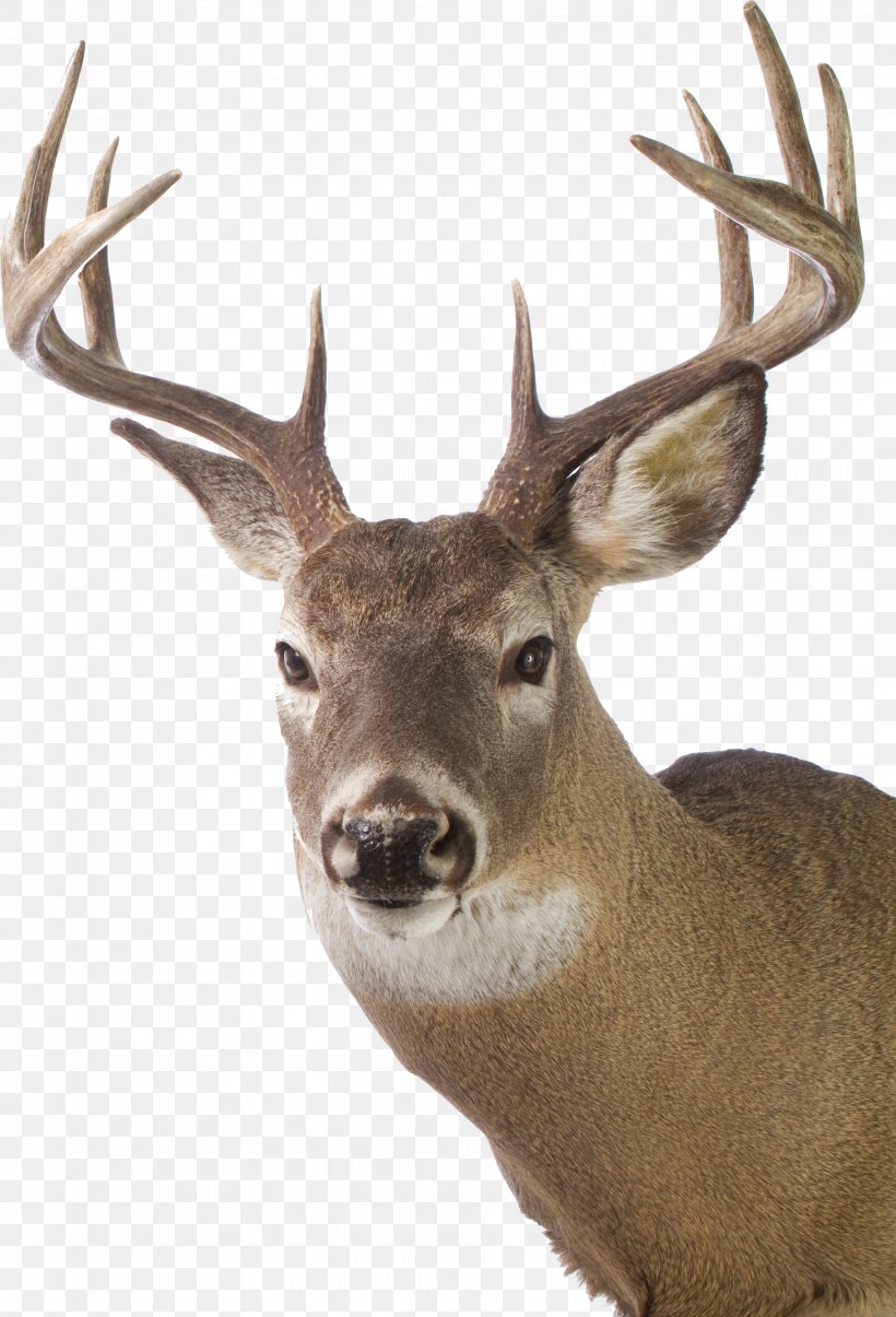 White-tailed Deer Red Deer Elk Gray Wolf, PNG, 2274x3342px, Whitetailed Deer, Antler, Deer, Deer Hunting, Elk Download Free