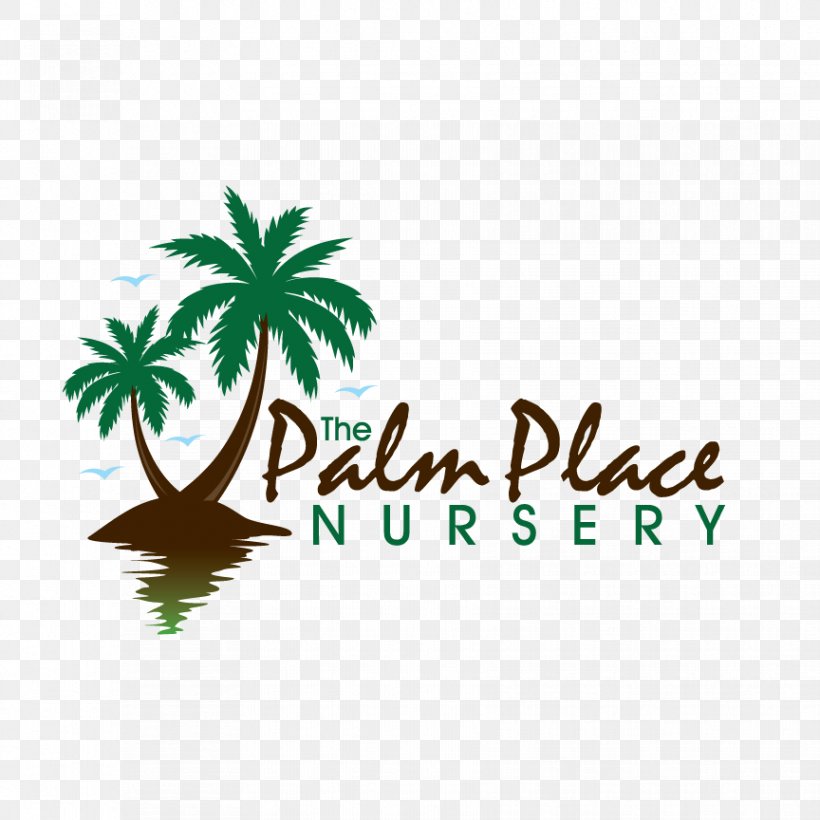 Arecaceae Palm Place Nursery Ponytail Palm Ornamental Plant, PNG, 864x864px, Arecaceae, Arecales, Australia, Brand, Flowering Plant Download Free