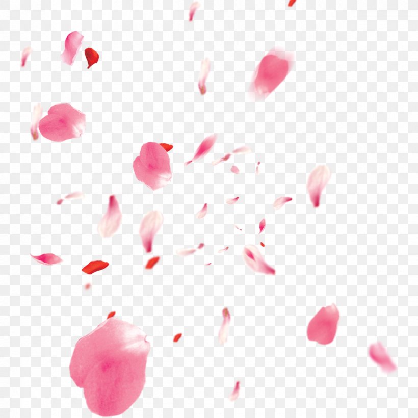 Cherry Blossom Petal, PNG, 1200x1200px, Cherry Blossom, Blossom, Cherry, Close Up, Flower Download Free