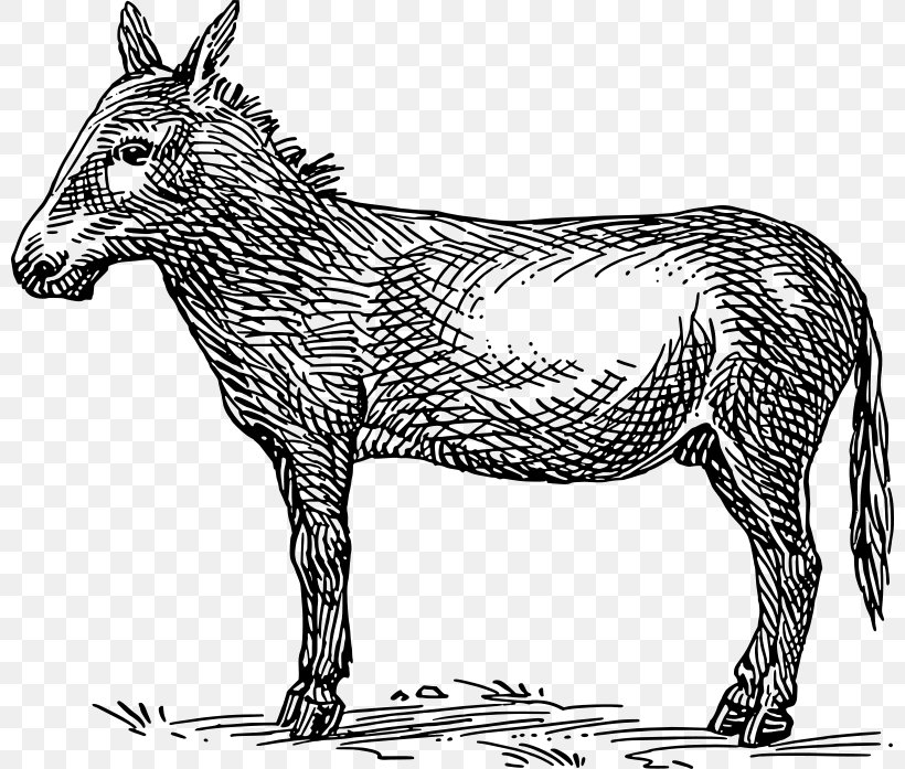 Donkey Mule Drawing Clip Art Vector Graphics, PNG, 800x697px, Donkey, Animal Figure, Blackandwhite, Burro, Cartoon Download Free