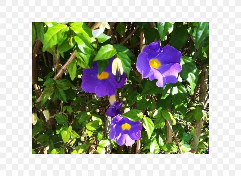 Pansy Beach Moonflower Thunbergia Laurifolia Black-eyed Susan Vine Thunbergia Erecta, PNG, 600x600px, Pansy, Annual Plant, Beach Moonflower, Bellflower, Bellflower Family Download Free