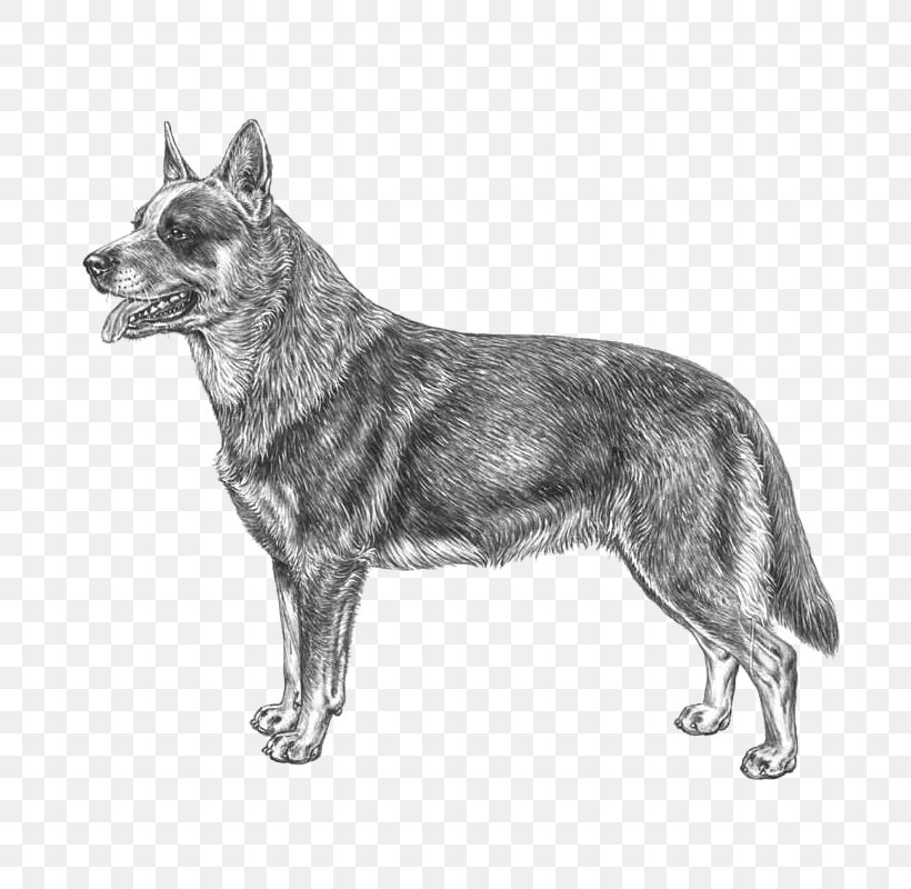 Australian Cattle Dog Swedish Shepherd Kunming Wolfdog Stumpy Tail Cattle Dog Australian Shepherd, PNG, 800x800px, Australian Cattle Dog, Australian Shepherd, Black And White, Boskapshund, Breed Download Free