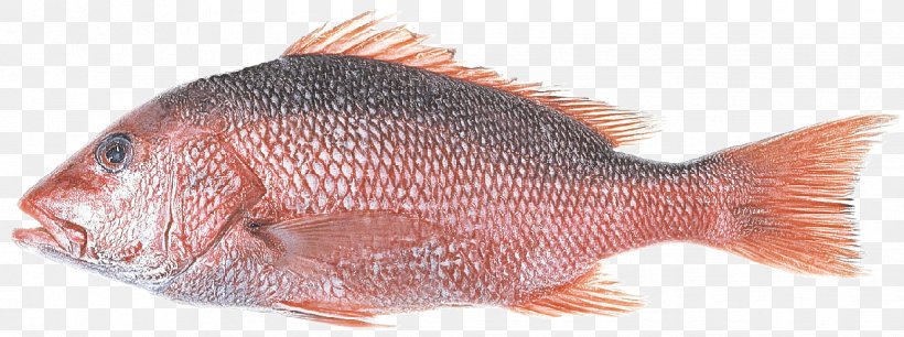 Fish Red Snapper Fish Snapper Fish Products, PNG, 1222x457px, Fish, Fish Products, Red Seabream, Red Snapper, Snapper Download Free