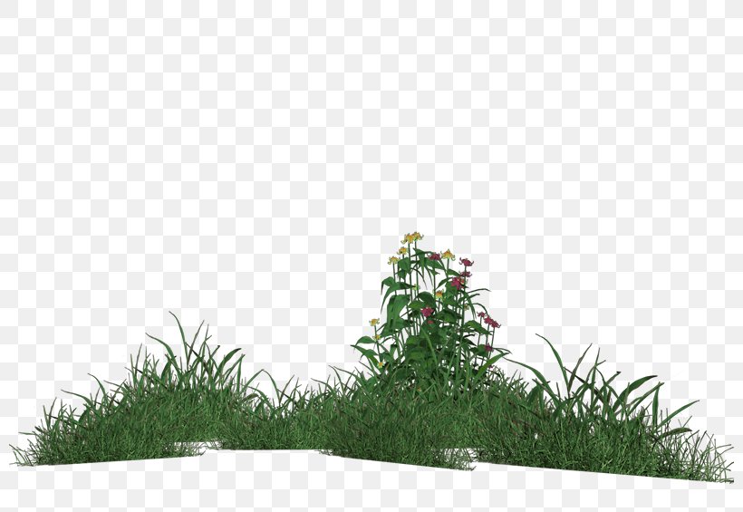 Grass Meadow Lawn Vegetation, PNG, 800x565px, Grass, Drawing, Flower, Garden, Glade Download Free