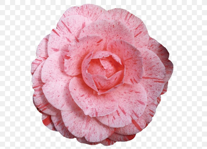 Japanese Camellia Cabbage Rose Pink Red Garden Roses, PNG, 600x589px, Japanese Camellia, Cabbage Rose, Camellia, Cut Flowers, Doubleflowered Download Free
