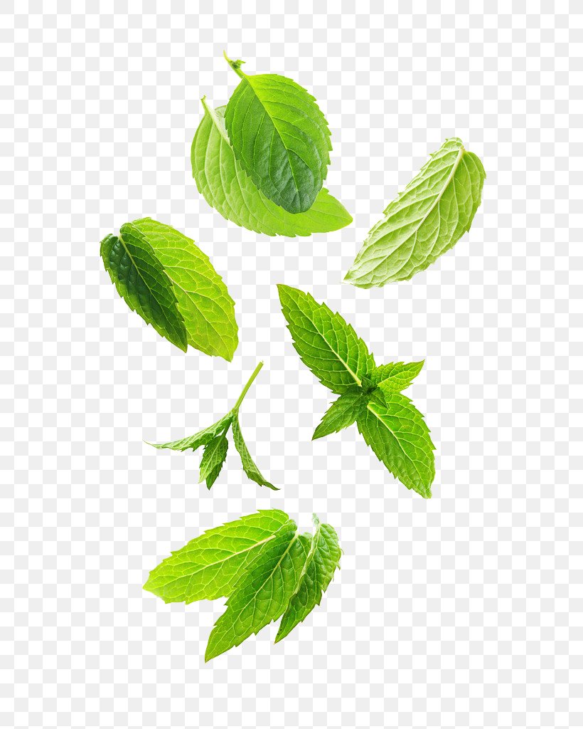Leaf Green Plant Stem Herb, PNG, 819x1024px, Leaf, Branch, Grass, Green, Herb Download Free