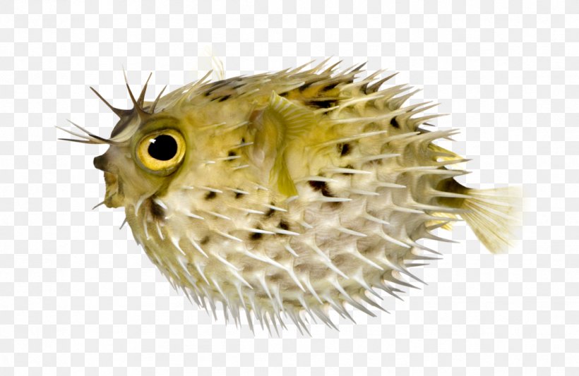 Pufferfish Fugu Long-spine Porcupinefish Lionhead Spot-fin Porcupinefish, PNG, 1109x721px, Pufferfish, Aquarium, Diodon, Fish, Fugu Download Free