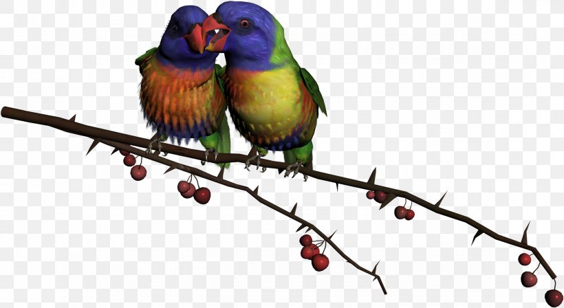 Bird Parrot Clip Art Image, PNG, 2349x1286px, Bird, Animal, Beak, Branch, Budgerigar Download Free