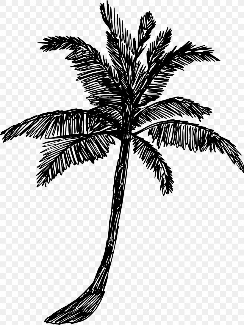 Palm Tree, PNG, 1466x1957px, Tree, Arecales, Blackandwhite, Coconut, Leaf Download Free