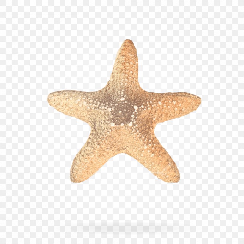 Starfish Przetwarzanie Danych Osobowych Ornamental Plant CAPTCHA Floral Design, PNG, 1000x1000px, Starfish, Captcha, Data, Echinoderm, Floral Design Download Free