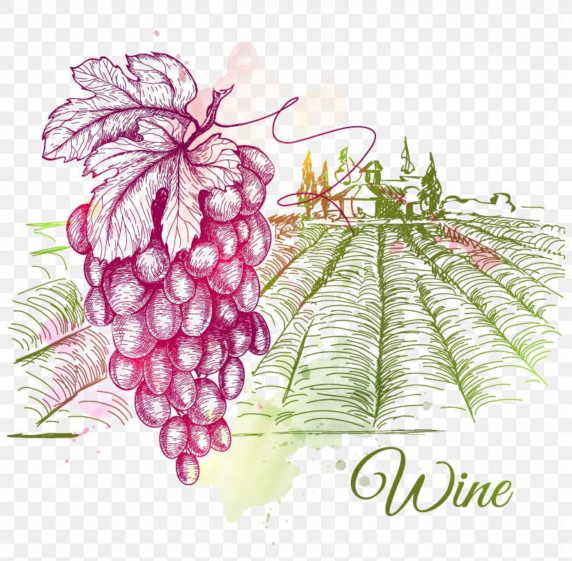 Wine Common Grape Vine Drawing, PNG, 800x805px, Wine, Common Grape Vine, Drawing, Floral Design, Flower Download Free