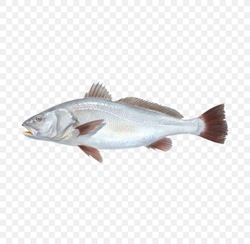 Cod Fish Products 09777 Oily Fish Salmon, PNG, 800x800px, Cod, Barramundi, Fauna, Fin, Fish Download Free