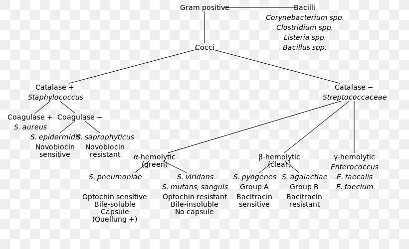 Gram-positive Bacteria Gram-negative Bacteria Gram Stain Coccus, PNG, 800x500px, Grampositive Bacteria, Aerobic Organism, Anaerobic Organism, Area, Bacteria Download Free