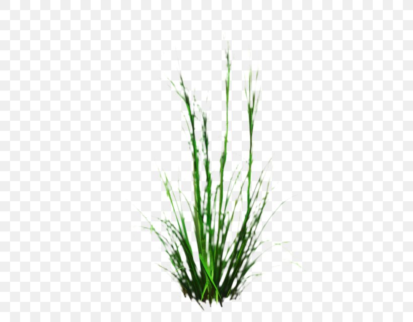 Green Grass Background, PNG, 563x640px, Sweet Grass, Aquarium, Aquarium Decor, Chrysopogon, Elymus Repens Download Free