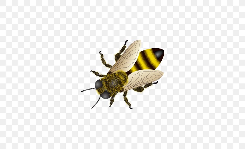 Honey Bee Insect Clip Art, PNG, 500x500px, Bee, Africanized Bee, Anthidium Florentinum, Arthropod, Bumblebee Download Free
