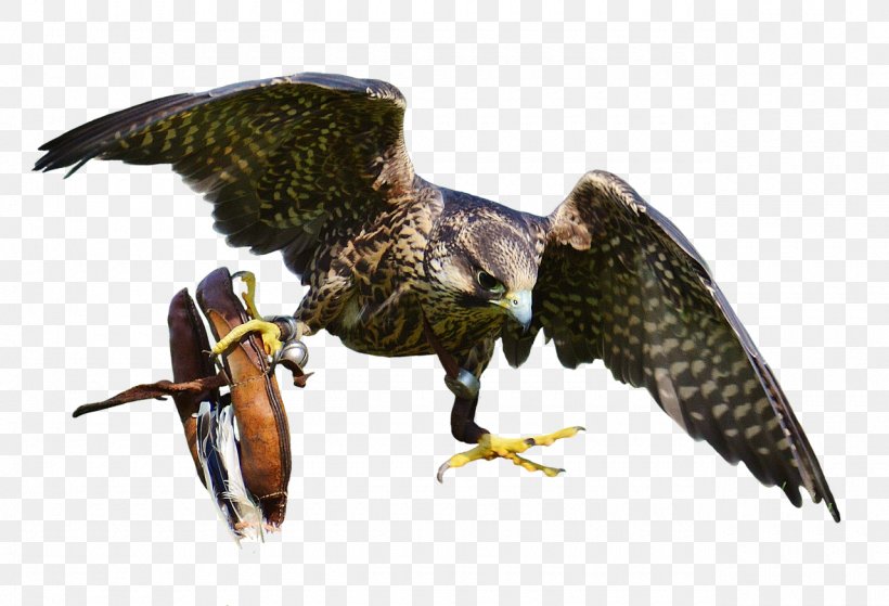 Bird Of Prey Falcon, PNG, 1280x873px, Bird, Accipitriformes, Beak, Bird Of Prey, Buzzard Download Free