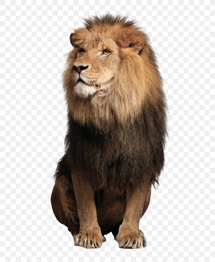 Lion Jaguar Felidae Liger Stock Photography, PNG, 699x1000px, Lion, Big Cats, Carnivoran, Cat Like Mammal, Felidae Download Free