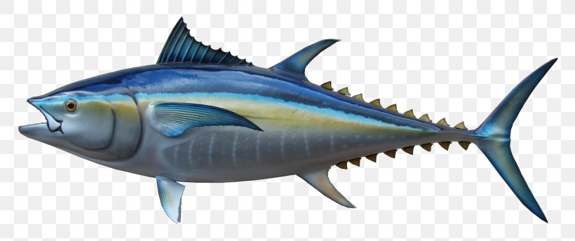 Thunnus Swordfish Mackerel Sardine Milkfish, PNG, 2048x860px, Thunnus, Atlantic Bluefin Tuna, Billfish, Bonito, Bony Fish Download Free