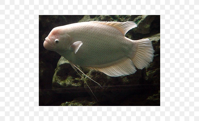 Aquariums Giant Gourami Fish Oscar, PNG, 500x500px, Aquariums, Aquarium, Cichlid, Fauna, Fish Download Free