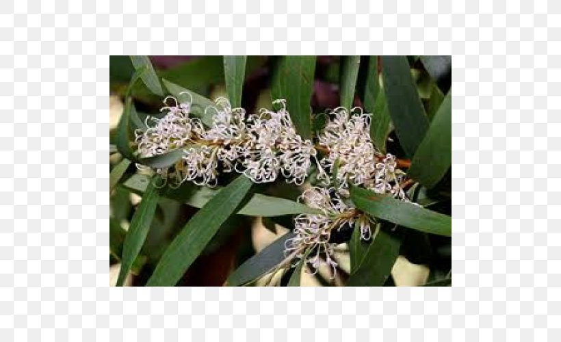 Hakea Salicifolia Willow Tree Shrub, PNG, 500x500px, Hakea, Australian Native Plants Society, Flower, Herbaceous Plant, Leaf Download Free