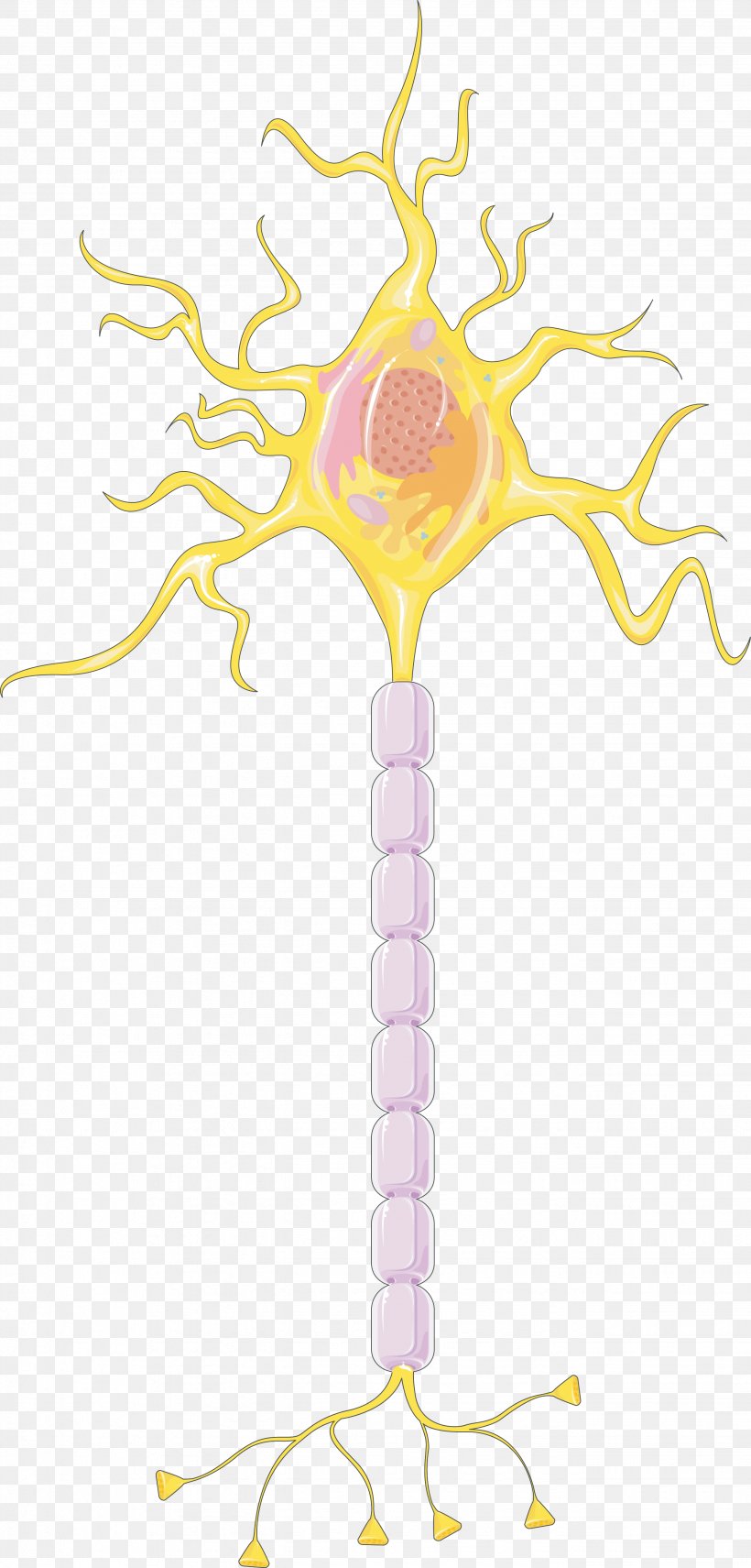Neuron Neuromodulation Nervous System Myelin Cell, PNG, 2658x5549px, Neuron, Art, Astrocyte, Brain, Branch Download Free