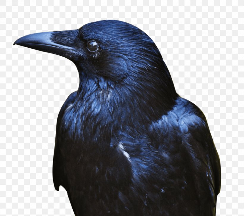 New Caledonian Crow Transparency American Crow Image, PNG, 850x752px, New Caledonian Crow, American Crow, Beak, Bird, Common Raven Download Free