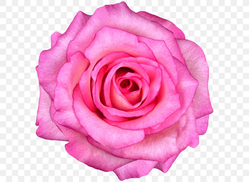 Rose Stock Photography Pink Flowers Royalty-free, PNG, 600x600px, Rose, China Rose, Close Up, Cut Flowers, Drawing Download Free