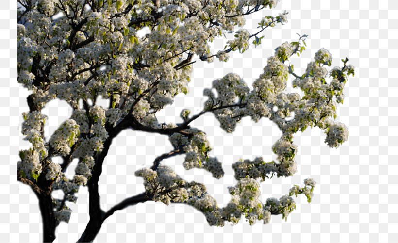 Twig, PNG, 750x501px, Twig, Blossom, Branch, Plant, Tree Download Free