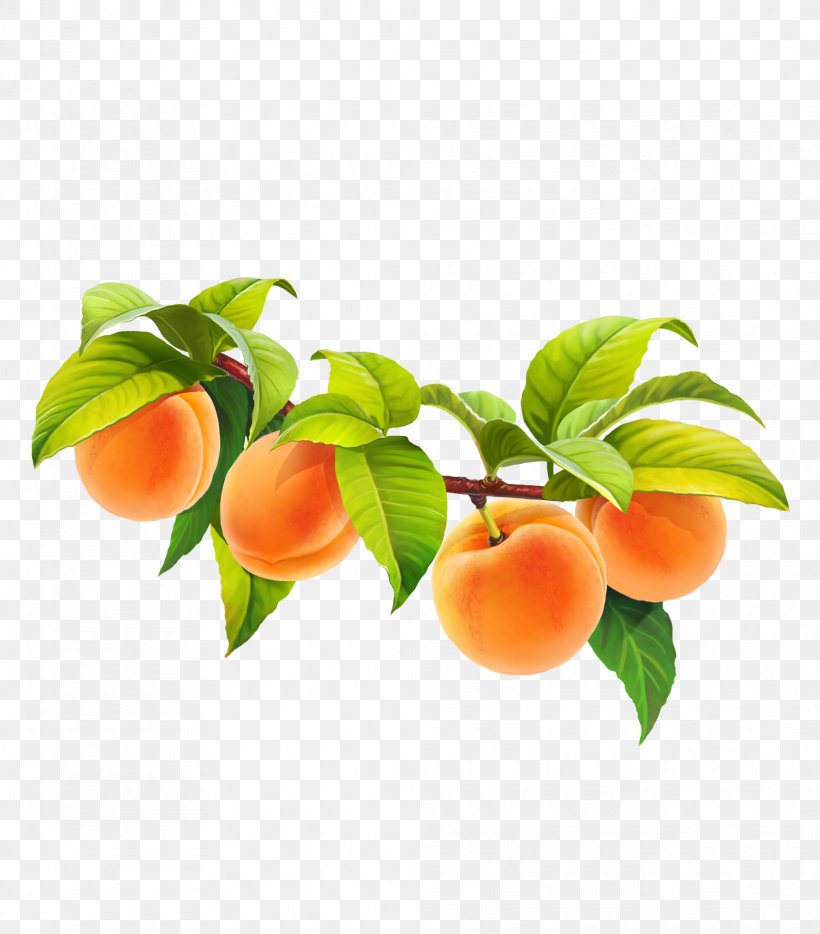 Apricot Fruit Peach Juice, PNG, 2023x2305px, Apricot, Branch, European Plum, Flower, Flowering Plant Download Free