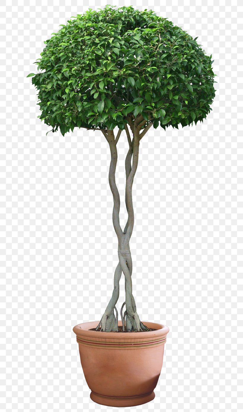 Houseplant Flowerpot, PNG, 720x1390px, Plant, Bonsai, Evergreen, Flowerpot, Houseplant Download Free