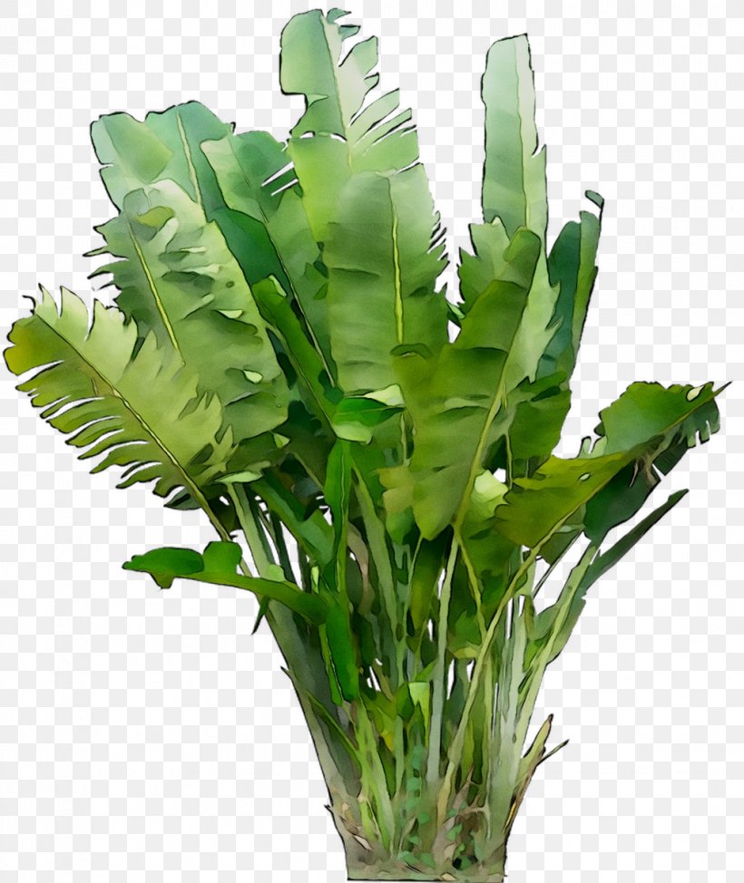 Leaf Greens Plant Stem Vascular Plant Herb, PNG, 1016x1207px, Leaf, Anthurium, Aquarium Decor, Fern, Flower Download Free