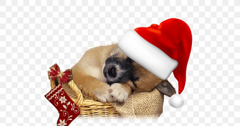 Puppy West Highland White Terrier Weimaraner St. Bernard Golden Retriever, PNG, 1024x538px, Puppy, Animal, Carnivoran, Cat, Christmas Ornament Download Free