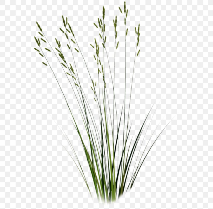 Tallgrass Prairie Sweet Grass Plant Clip Art, PNG, 563x804px, Tallgrass Prairie, Chrysopogon Zizanioides, Commodity, Flowerpot, Grass Download Free