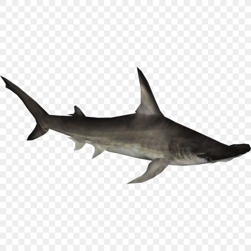 Tiger Shark Hammerhead Shark Great Hammerhead Squaliform Sharks, PNG, 1282x1282px, Tiger Shark, Carcharhiniformes, Cartilaginous Fish, Fauna, Fin Download Free