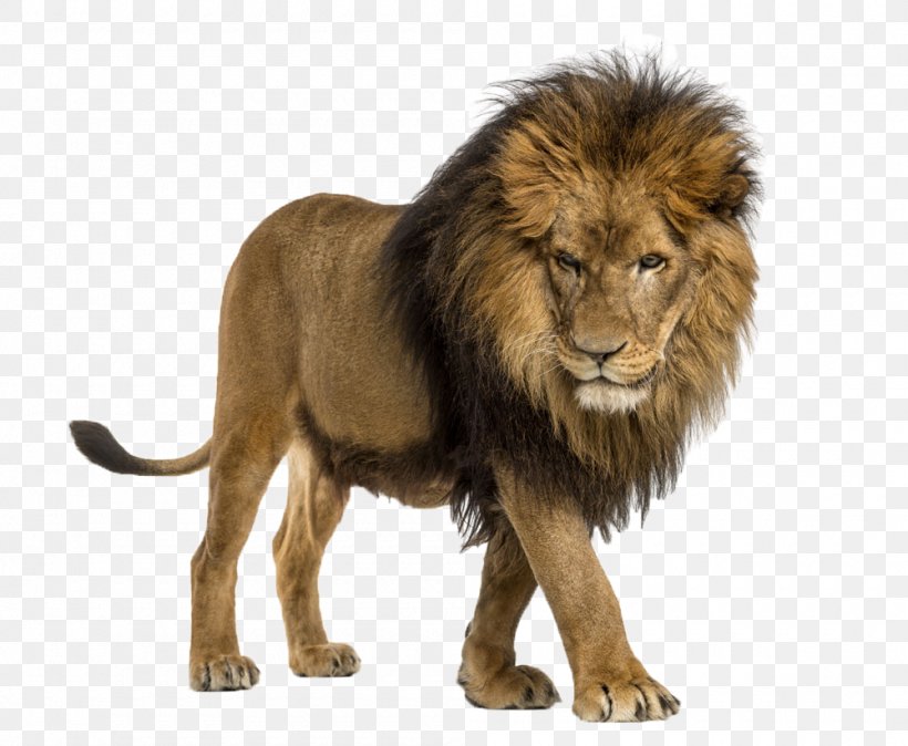 African Lion Cat The Lion Attitude Stock Photography Illustration, PNG, 1000x823px, Lion, Alamy, Big Cats, Carnivoran, Cat Like Mammal Download Free