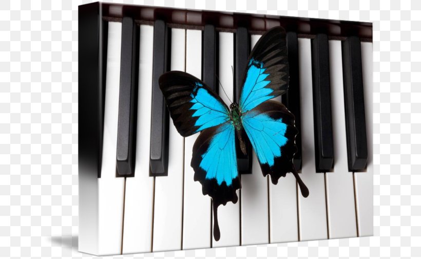 Piano Flower Dance Pianist Google Maps Business, PNG, 650x504px, Piano, Business, Butterfly, Flower Dance, Google Download Free