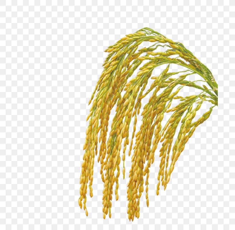Rice Bran Oil Crop Oryza Sativa, PNG, 700x800px, Rice, Bran, Commodity, Cooking Oil, Crop Download Free