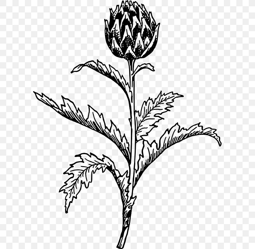 Artichoke Thistle Plant Clip Art, PNG, 607x800px, Artichoke, Artwork, Black And White, Branch, Commodity Download Free
