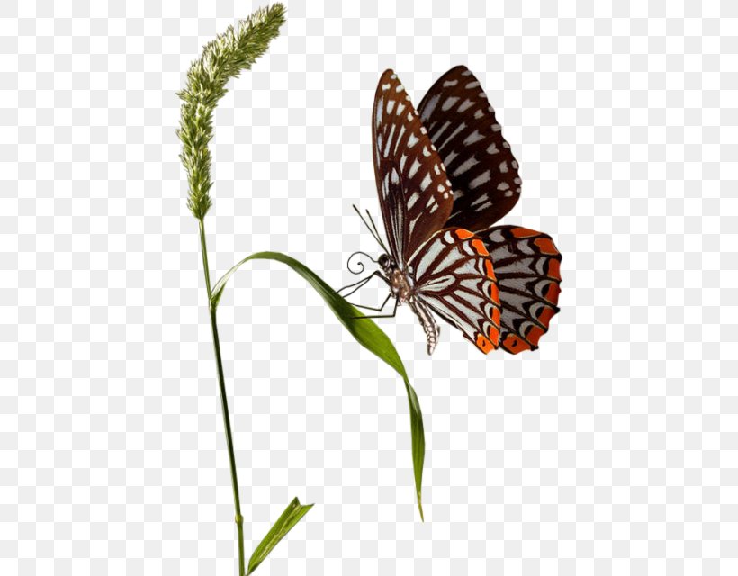 Butterfly Clip Art, PNG, 433x640px, Butterfly, Animation, Arthropod, Brush Footed Butterfly, Flower Download Free