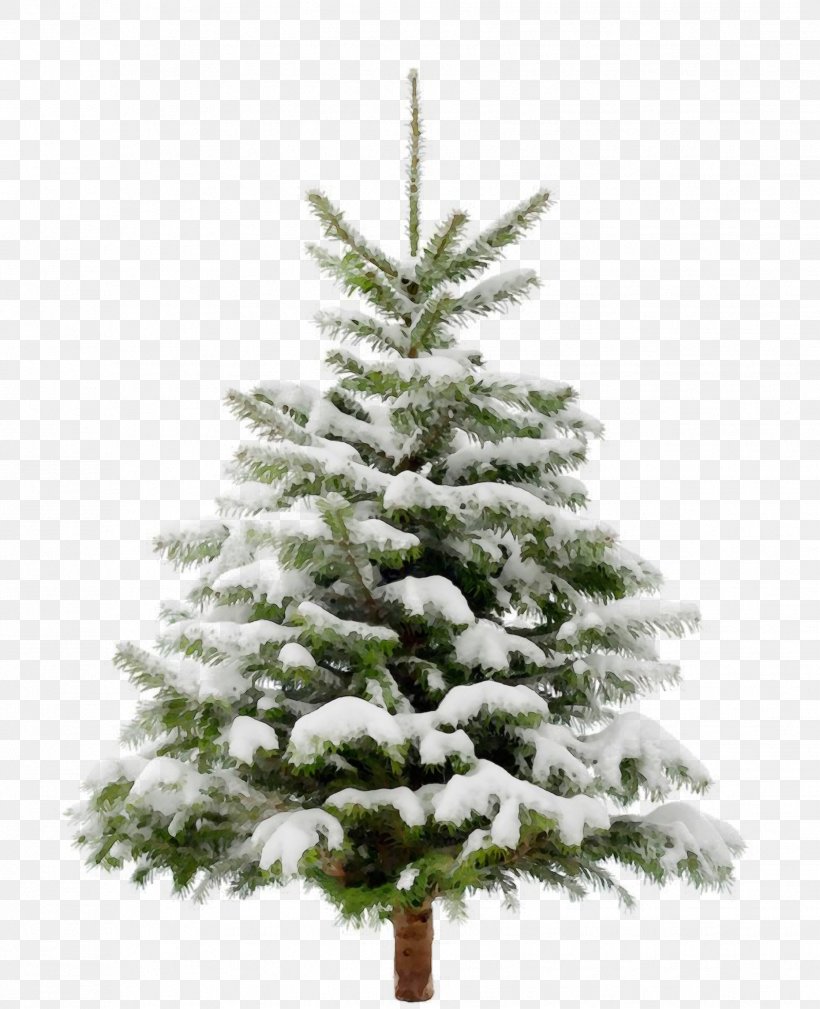 Christmas Tree, PNG, 1859x2289px, Watercolor, Balsam Fir, Christmas Tree, Colorado Spruce, Columbian Spruce Download Free