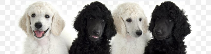 Dog Breed Afghan Hound Standard Poodle Miniature Poodle, PNG, 1100x284px, Dog Breed, Afghan Hound, Afghanistan, Breed, Canidae Download Free