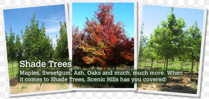 Tree Scenic Hills Nursery Evergreen Summerstone Nursery Inc, PNG, 1049x497px, Tree, Biome, Ecosystem, Evergreen, Flora Download Free